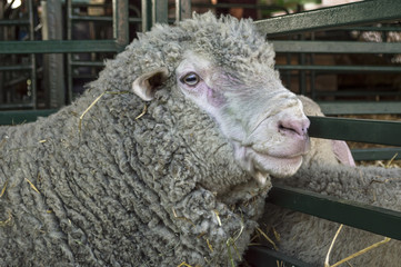 Close up of a sheep head in a farm cowshed.