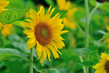 closeup of beautiful sunflower blooming at garden