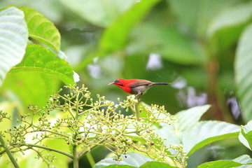 Crimson sunbird (Aethopyga siparaja) in Indonesia
