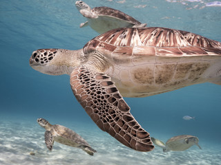 Obraz premium Unterwasser - Riff - Meeresschildkröte - Schildkröte - Tauchen - Curacao - Karibik