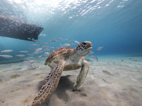 Unterwasser - Riff - Meeresschildkröte - Schildkröte - Tauchen - Curacao - Karibik