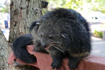 Binturong or Bearcat (Arctictis binturong) on the tree branch.