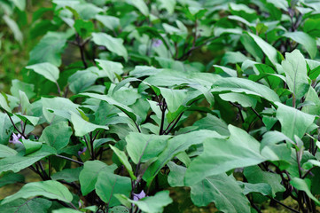 eggplants in growth at vegetable garden