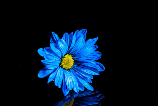 macro blue flower