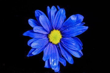 blue macro flower