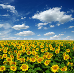 field of blooming sunflowers