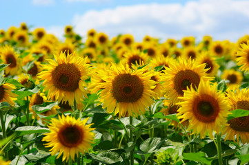 field of blooming sunflowers