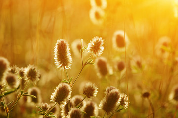 Obraz premium Summer flowering grass