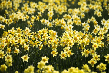 スイセン　夢の平スキー場
