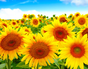 sunflowers field on sky