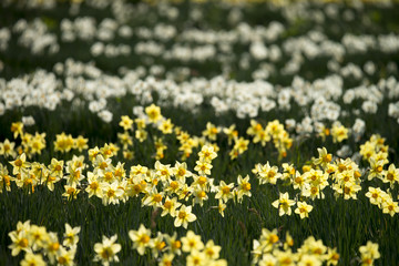 スイセン　夢の平スキー場