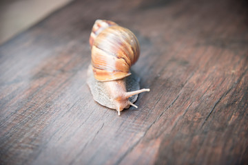 Snail dark brown with yellow on wooden floor.
