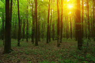 Fototapeta na wymiar Forest with sunlight.