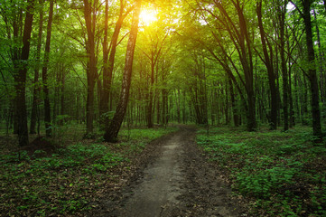 Forest with sunlight.
