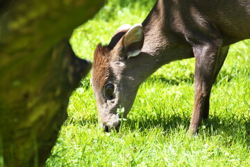 Schopfhirsch beim Grasen
