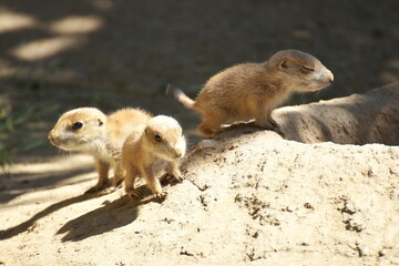 Baby Pr&auml;riehunde