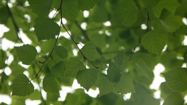 白樺の木を見上げる
