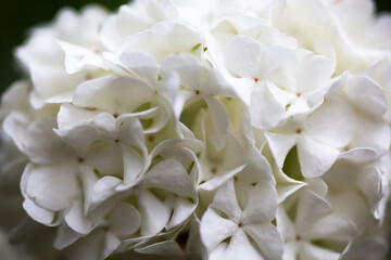 Obraz na płótnie Canvas Close up of the guelder rose white flowers