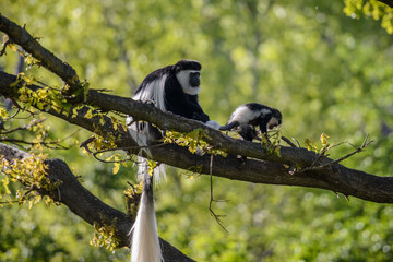 Colobus Monkey (Colobus angolensis)
