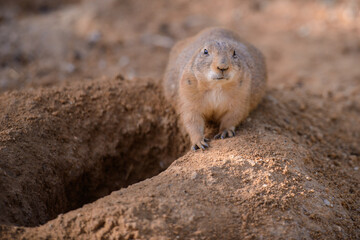 Prairie dog in the wild
