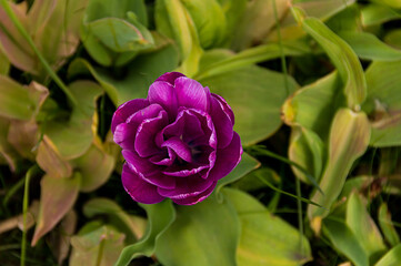 Peony lilac tulip blossoms close-up against a background of green leaves