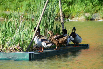 four ducks on the grass floating island on the water are cleaning themselves © Natasa