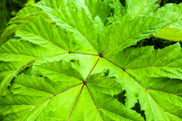 Green leaf. Close up.