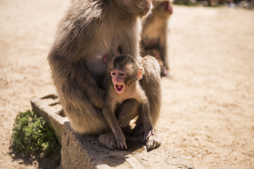 子猿　お猿の国　小豆島