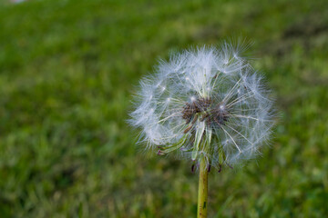 Fototapeta premium Dandelion