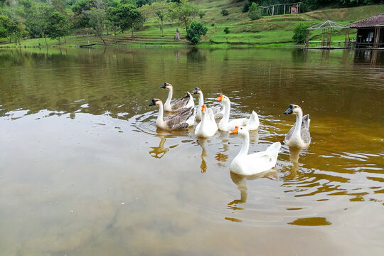 Flock of domestic geese swimming in lake