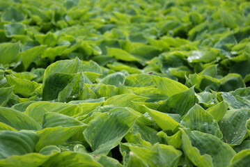 Leaves 