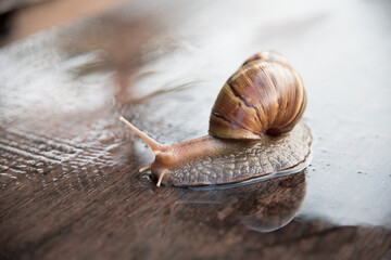 Snail dark brown with yellow on wooden floor.