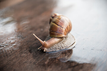 Snail dark brown with yellow on wooden floor.