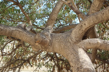 Obraz premium Tree Trunk photographed frombelow tree showing branches and leaves