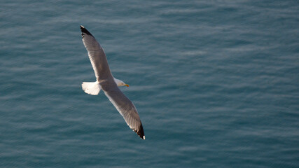 Portrait of a seagull