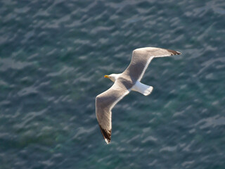 Portrait of a seagull