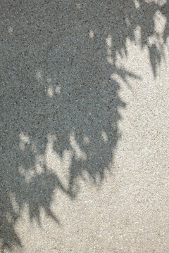 Tree shadow on sandwash wall background