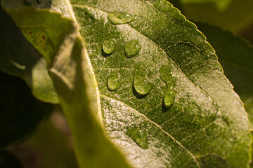 Green leaves after rain