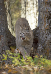 Lynx in the Trees