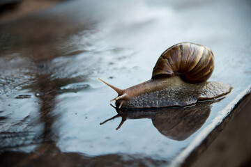 Snail dark brown with yellow on wooden floor.