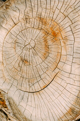 Section of a tree trunk