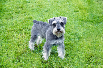 Schnauzer stands in the grass