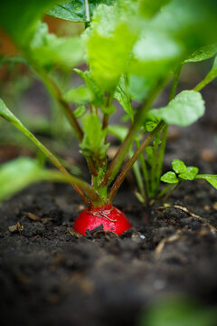Red ripe radish grows