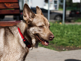 Portrait of a dog. A red collar. The natural background.