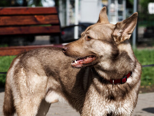 Portrait of a dog. A red collar. The natural background.