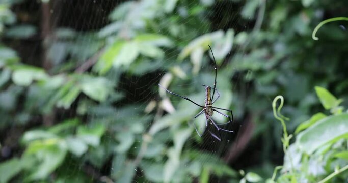 A large tropical spider cleans the web from garbage