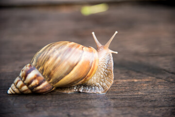 Snail dark brown with yellow on wooden floor.