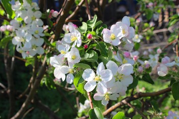 Flowering apple tree. May