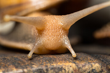 Close-up snail in low key tone