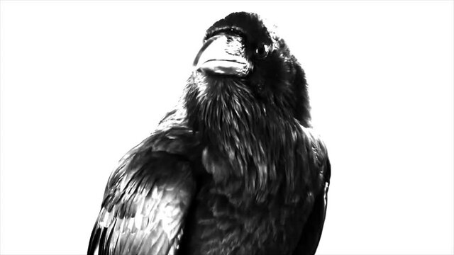 Black Raven. Macro.